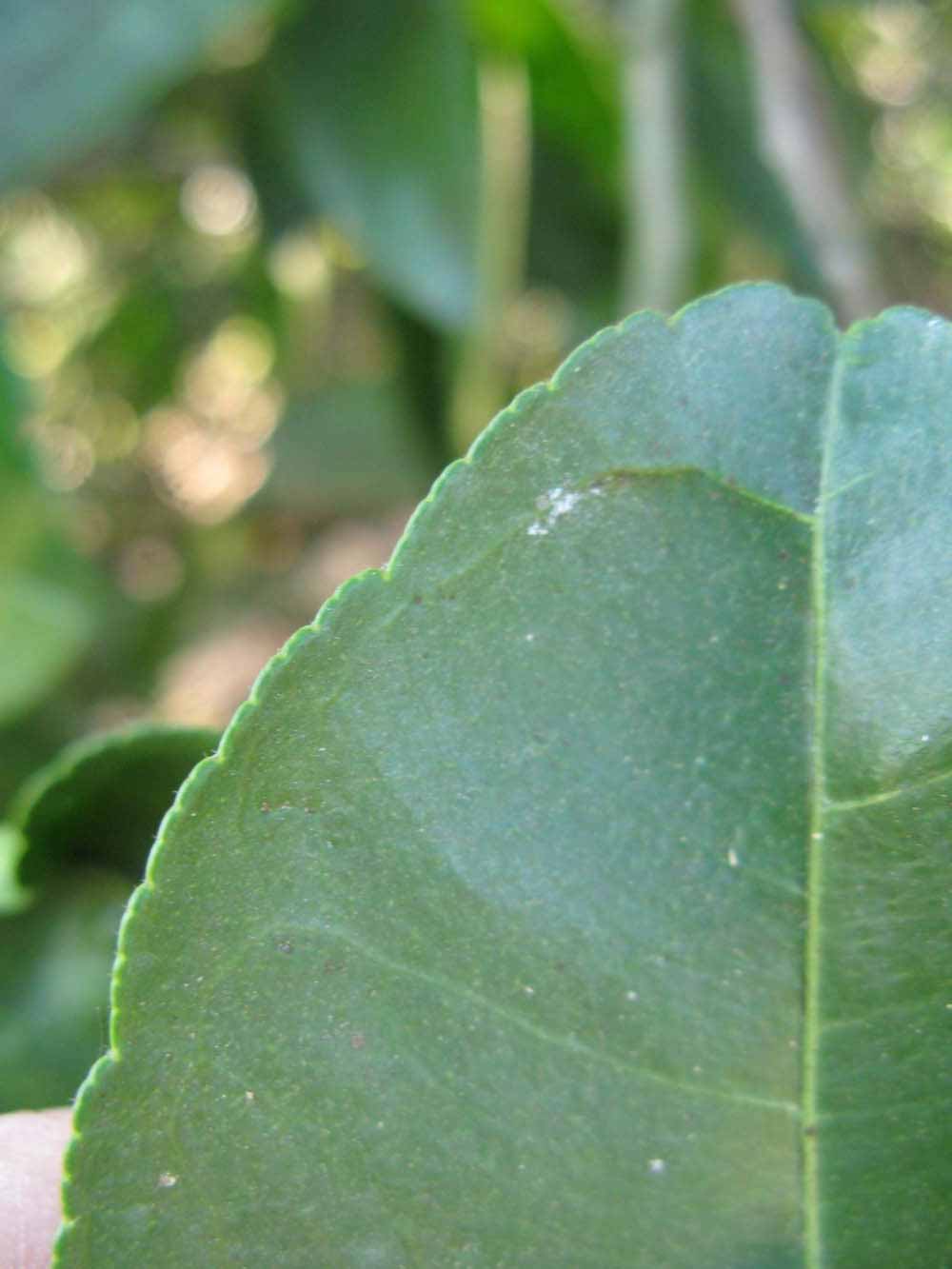              Margin (Winter Haven, FL)       